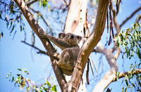 LS132 Koala, Warrumbungle National Park NSW